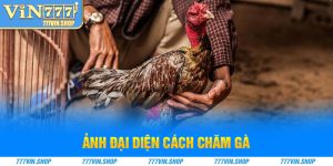 Ảnh đại diện cách chăm gà