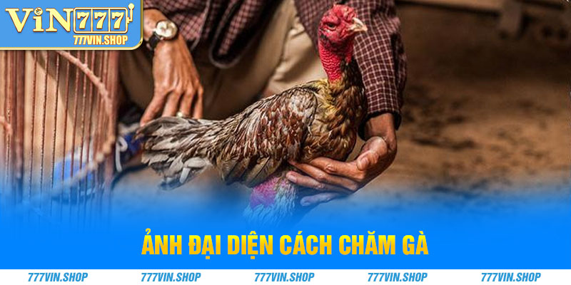 Ảnh đại diện cách chăm gà