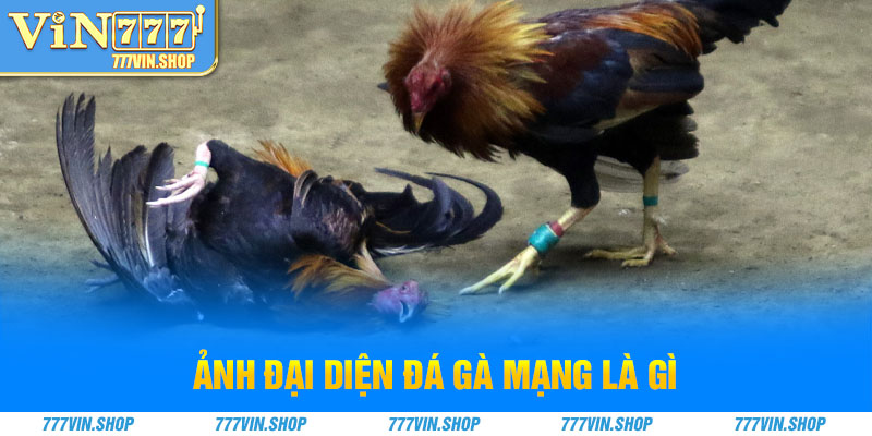 ảnh đại diện đá gà mạng