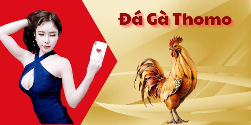 Nguyên nhân đá gà ở Thomo hot đến như thế